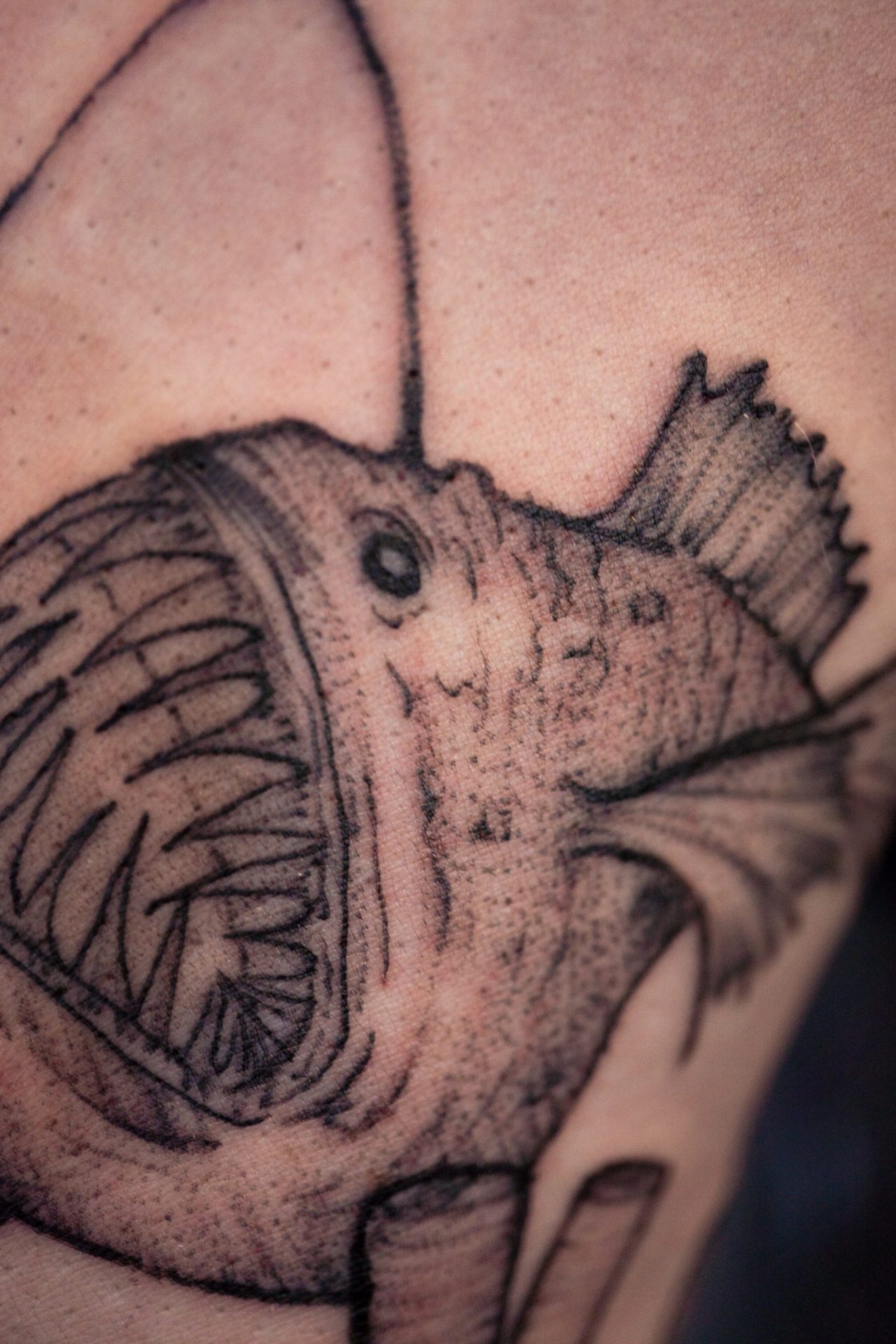 Detailshot Anglerfisch