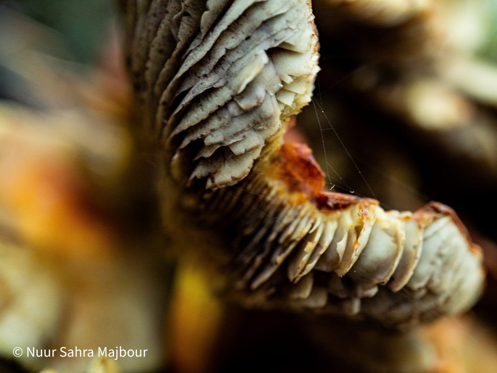 Pilz von unten als Inspiration für Illustrationen, Zeichnungen, Malerei und Tattoo 