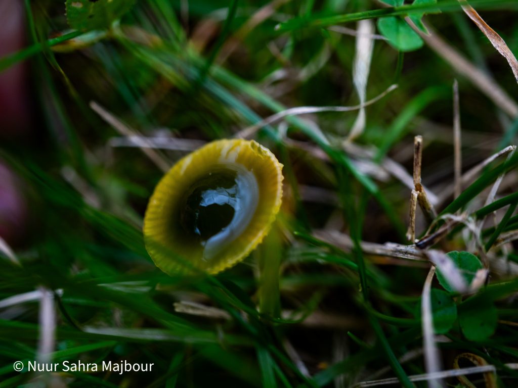 Papageienpilz auf Wiese als Inspiration für Illustrationen, Zeichnungen, Malerei und Tattoo