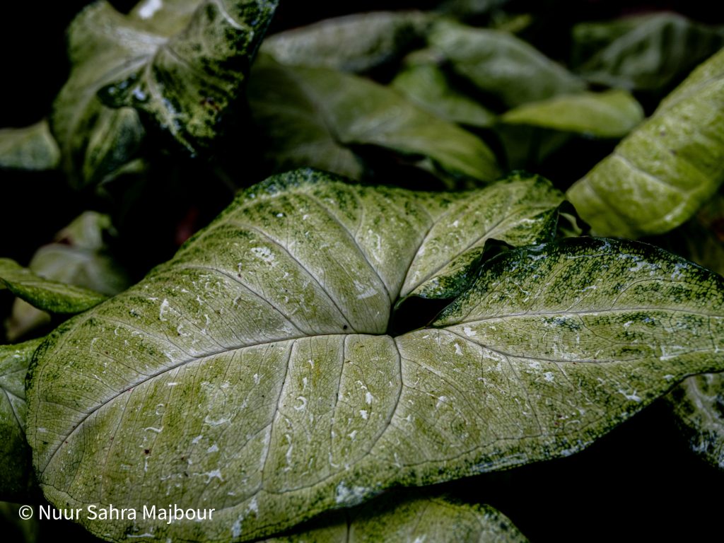 Blatt Aaronstab als Inspiration für Illustrationen, Zeichnungen, Malerei und Tattoo