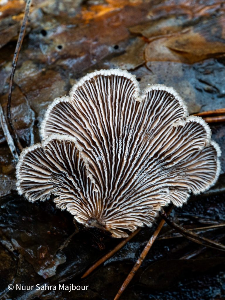 Foto Pilz Struktur von unten als Inspiration für Illustrationen, Zeichnungen, Malerei und Tattoo