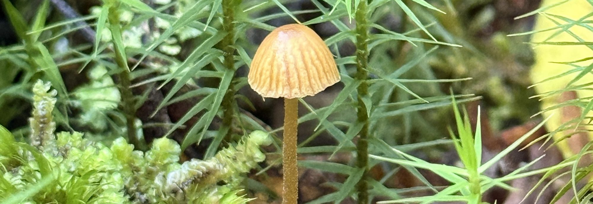 kleiner Pilz im Wald